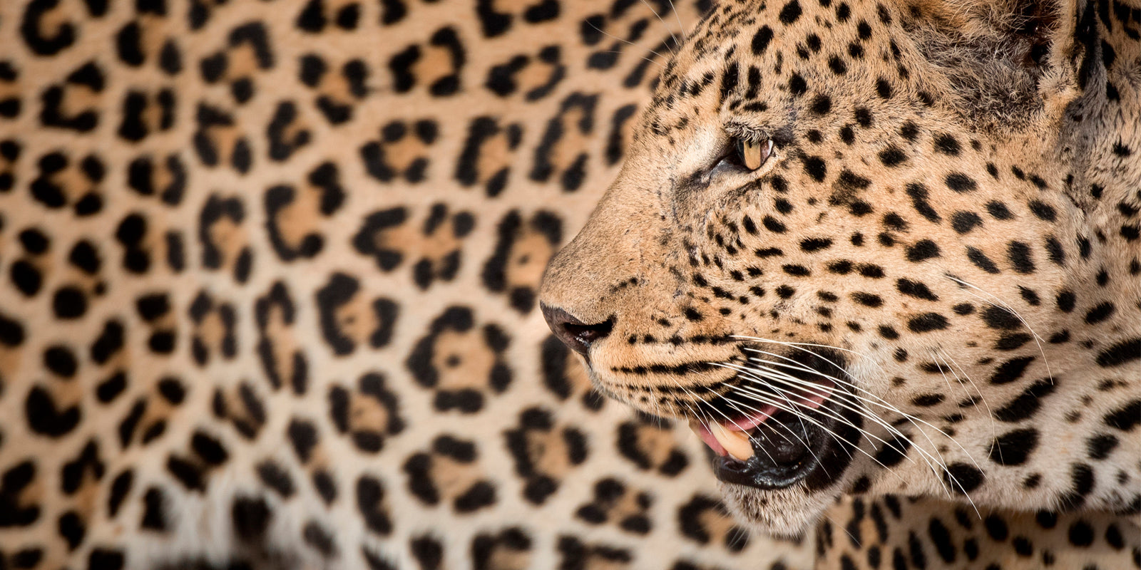 The Leopard – www.adrianfurstenburg.com